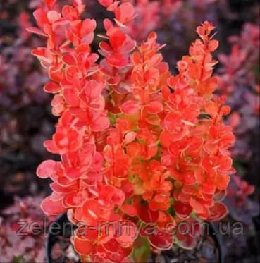 Барбарис Тунберга «Неон» (Berberis thunbergii 'Neon')