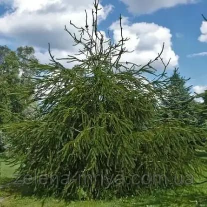 Ялина звичайна ‘Virgata’ саджанець
