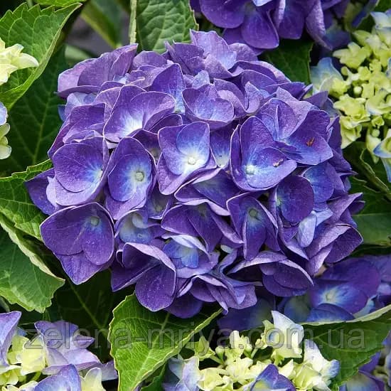 Гортензія великолиста «Jip Blue» (Hydrangea macrophylla 'Jip Blue')