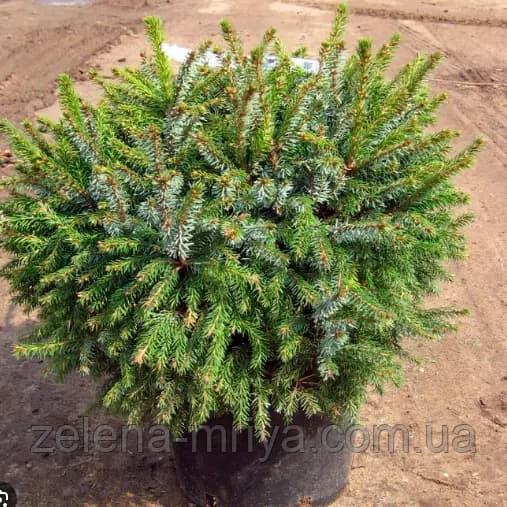 Ялина сербська Нана Picea omorika Nana (діаметр)