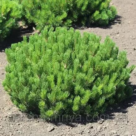 Сосна гірська Мугус / Pinus mugo Mughus