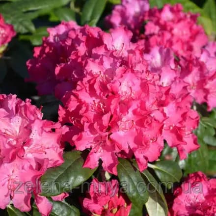 Рододендрон гібридний Пінк Леді (Pink Lady)