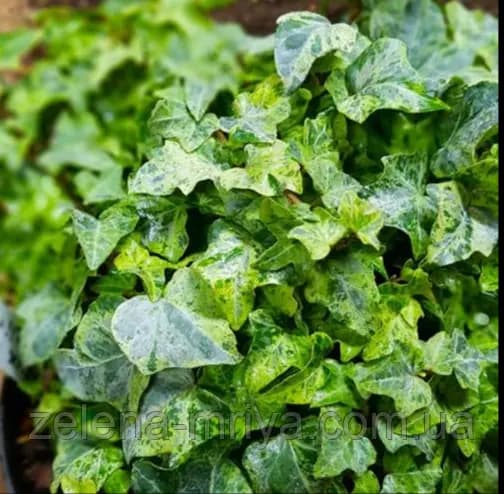 Плющ звичайний «Marmorata» 1 л. контейнер
