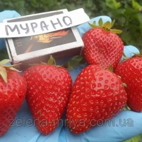Полуниця "Мурано" (ремонтантний, великоплідний сорт)
