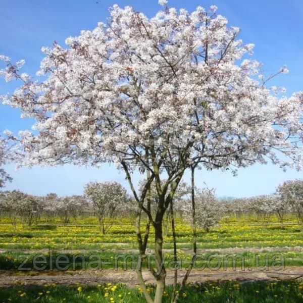 Ірга Ламарка Amelanchier lamarckii мультиштамб
