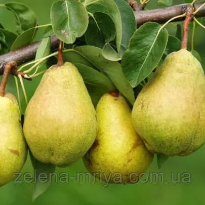 Груша "Стрийська" (зимовий сорт)