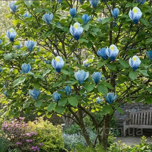 Магнолія на штамбі «Blue Opal» (Блю Опал)