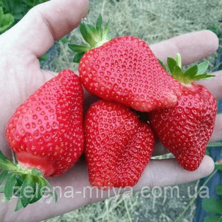 Полуниця Роксана (касетна)