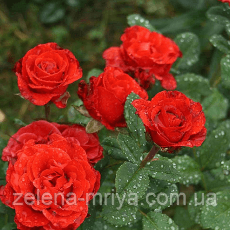 Троянда чайно-гібридна "Ель Торо"