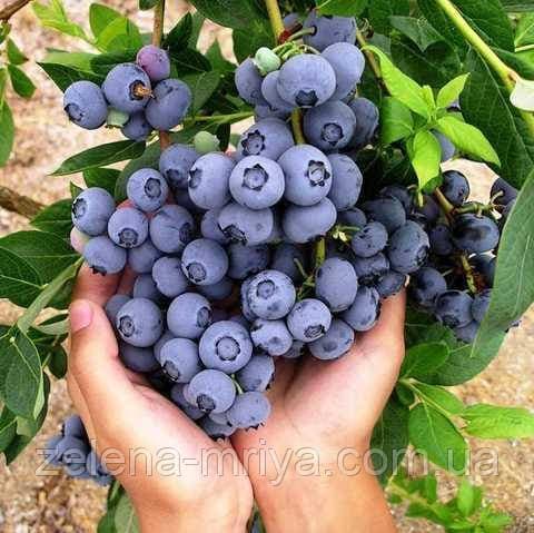 Лохина Нельсон 1 год 0,5л