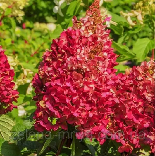 Гортензія волотиста Вімс Ред (Wim's Red) на штамбі