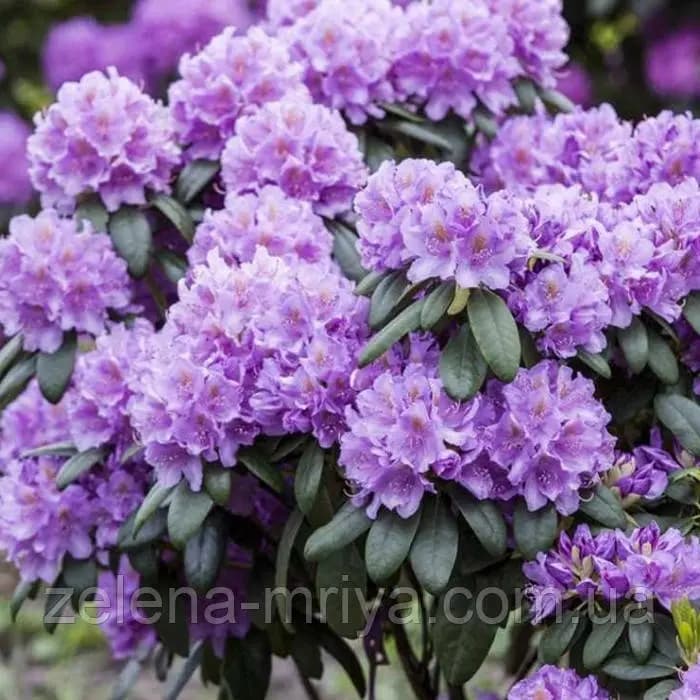 Рододендрон катевбінський Грандіфлорум (Grandiflorum)
