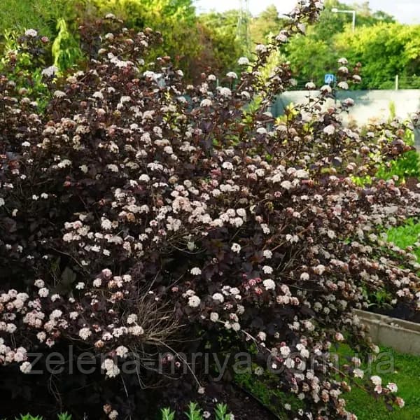 Пухироплідник «Сатч» (Physocarpus opulifolius ‘Such’)