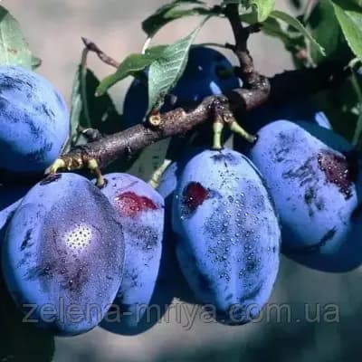 Слива Угорка пізня