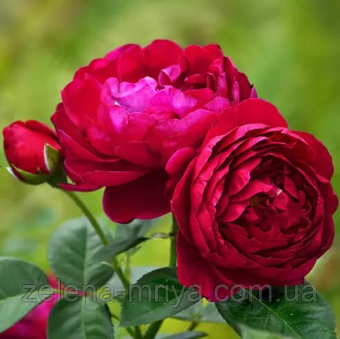 Троянда «Аскот» (Ascot)