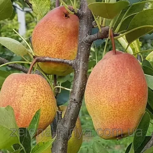 Груша Киргизька (зимовий сорт)
