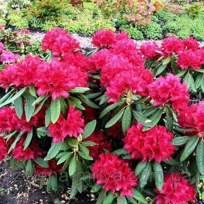 Рододендрон Нова Зембла (Nova Zembla)