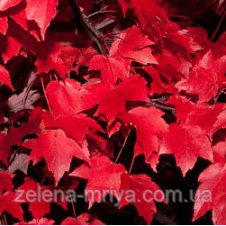 Клен червоний (Acer rubrum) обх. ст. 250 см