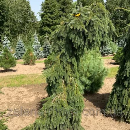 Ялина сербська Пендула (Pendula)