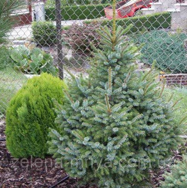 Ялина сербська (Picea omorika)