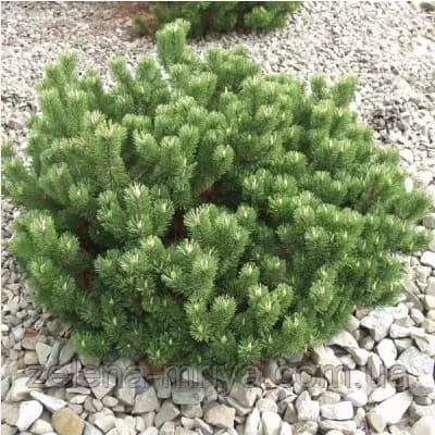 Сосна гірська Пуміліо Pinus mugo Pumilio Пуміліо