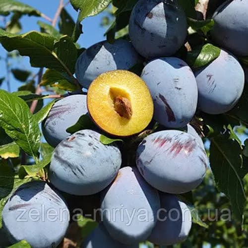 Слива Топ Хіт (пізній сорт)