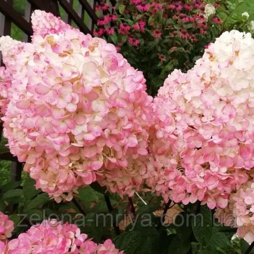 Гортензія волотиста Меджикал Світ Саммер (Magical Sweet Summer)