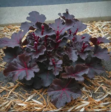 Гейхера Блек Перл (Heuchera Black Pearl)