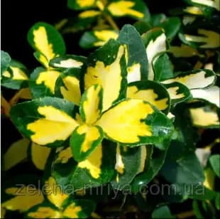 Бруслина Форчуна Санспот (Euonymus fortunei 'Sunspot')