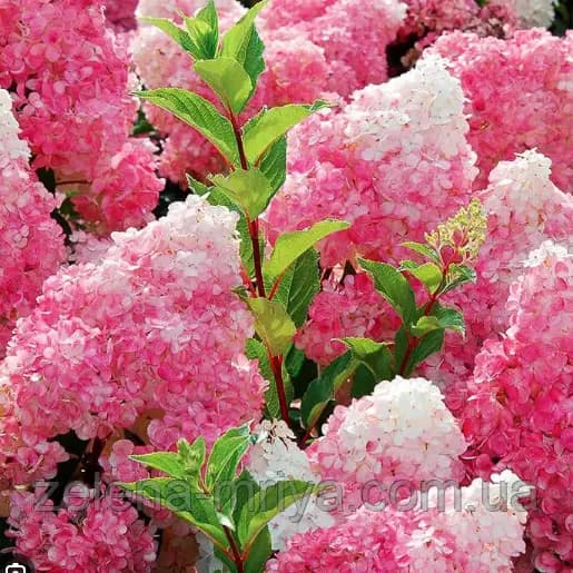 Гортензія волотиста Ванілла Фрейз (Vanille Fraise)