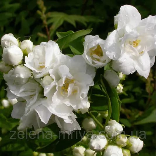 Чубушник гібридний Букет Бланк (Bouquet Blanc) 1-річний