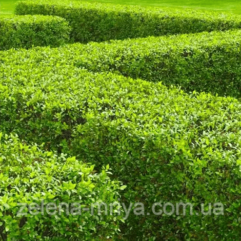 Кизильник блискучий (Cotoneaster lucidus)