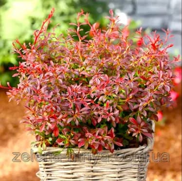 Барбарис Тунберга "Оранж Дрім" (Berberis thunbergii 'Orange Dream')