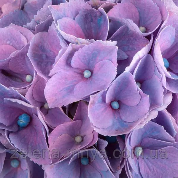 Гортензія великолиста «Хай Канал» (Hydrangea macrophylla 'Hi Canal')