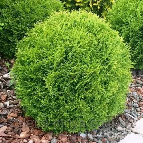Туя західна 'Тіні Тім' (Thuja occidentalis 'Tiny Tim')