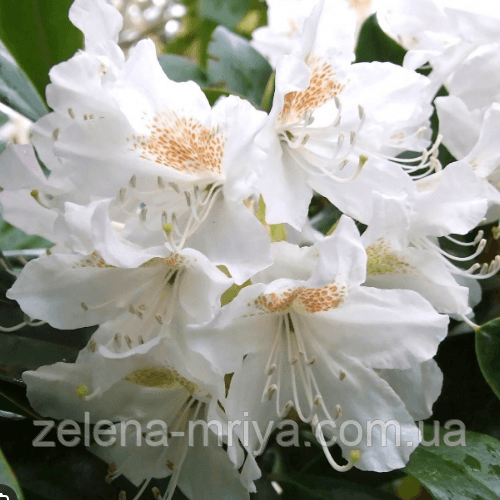 Рододендрон гібридний Cunningham's White 50 см. 5л