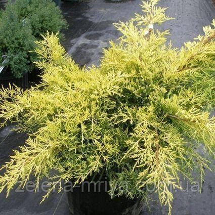 Ялівець віргінський Голден Спрінг (Golden Spring) p9 15см