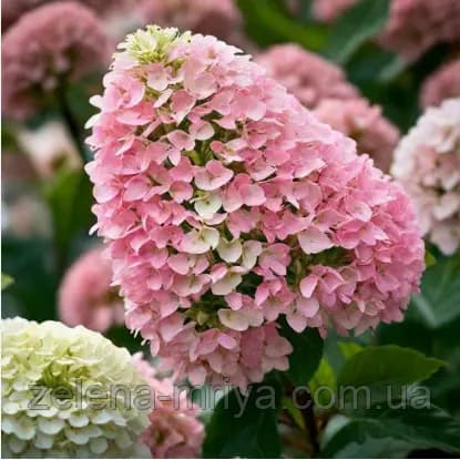 Гортензія волотиста Living Summer Breeze® (Саммер Бріз) 1річна
