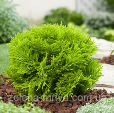 Туя західна «Мір'ям» (Thuja occidentalis 'Mirjam') 3л