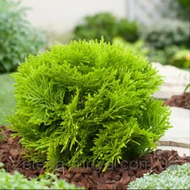 Туя західна «Мір'ям» (Thuja occidentalis 'Mirjam')