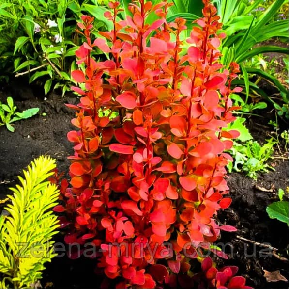 Барбарис Тунберга «Оранж Рокет» (Berberis thunbergii 'Orange Rocket')