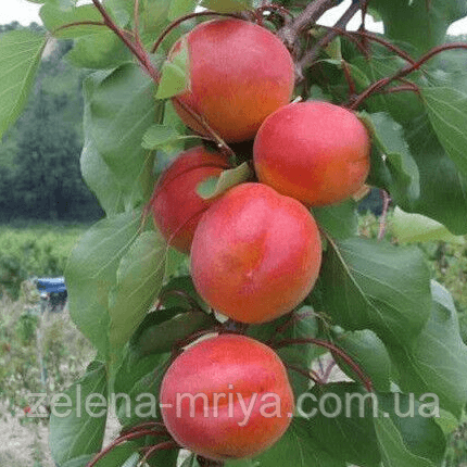 Абрикос Пріція (ранній сорт)
