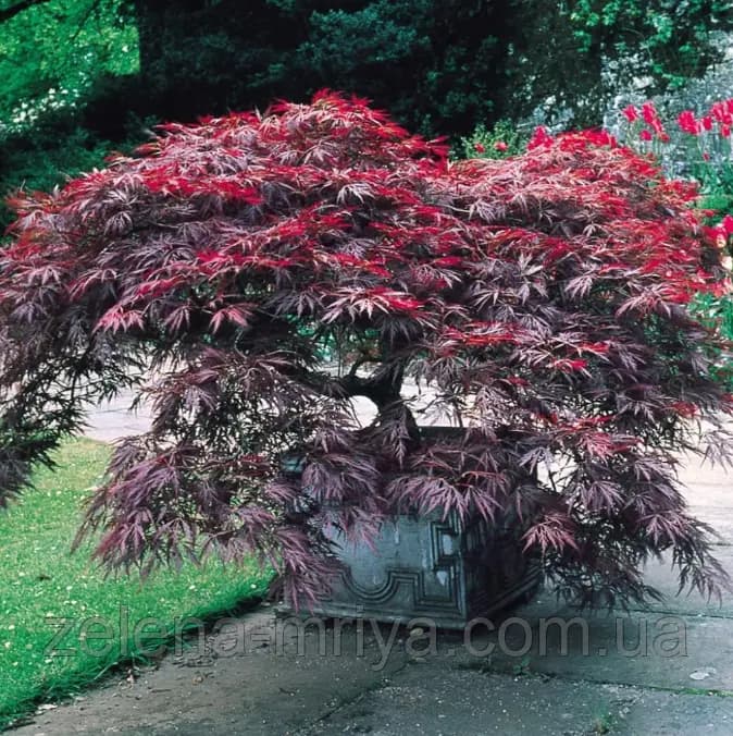 Клен японський Роял Гарнет (Acer palmatum 'Royal Garnet')