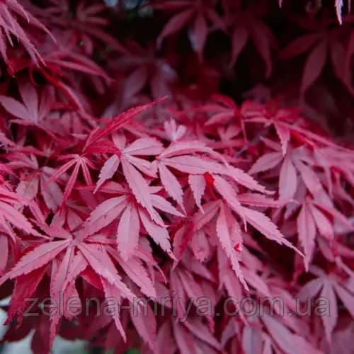 Клен пальмолистий Атропурпуреум (Atropurpureum)