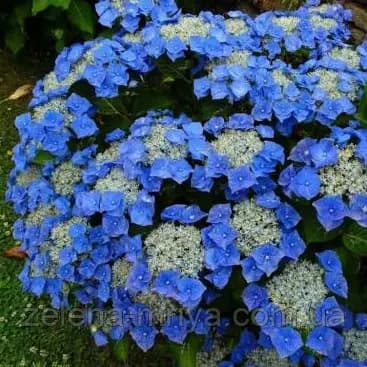 Гортензія Блаумайзе (Hydrangea macrophylla ‘Blaumeise’)