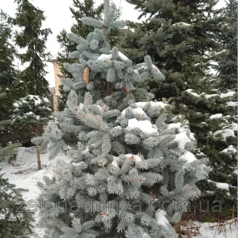 Ялина голуба "Хупсі" (Picea pungens 'Hoopsii') 180-200 см