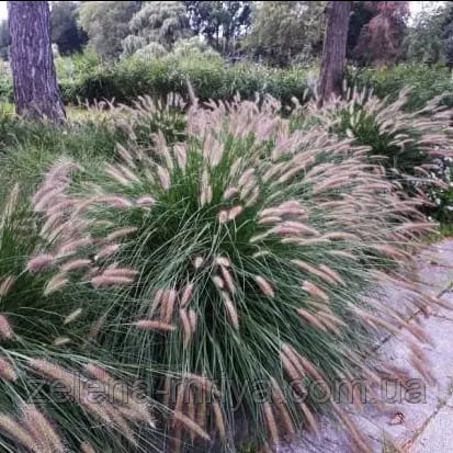Пеннісетум 'Фокстрот' Pennisetum alopecuroides 'Foxtrot'
