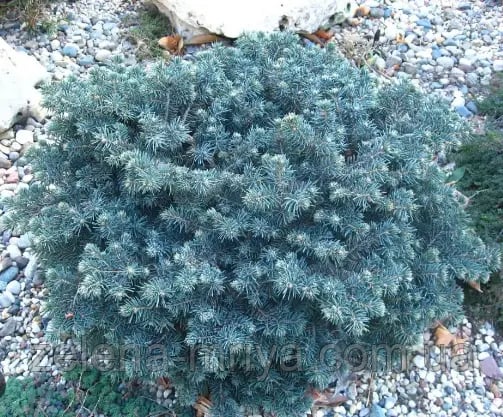 Ялина гірська Глаука Компакта (Glauca Compacta)