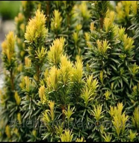 Тис ягідний «Елоу Ландер» (Taxus baccata 'Yellow Lander')