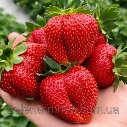 Полуниця великоплідна Брілла (касетна)
